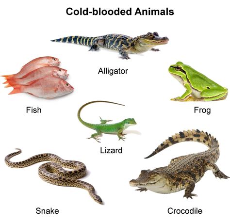 Examples Of Cold Blooded Animals