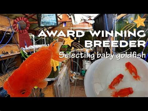 SECRET Top view Ranchu breeder | Show winning fish | Raising a new ...