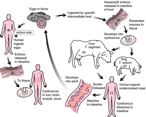 Unarmed tapeworm | definition of unarmed tapeworm by Medical dictionary