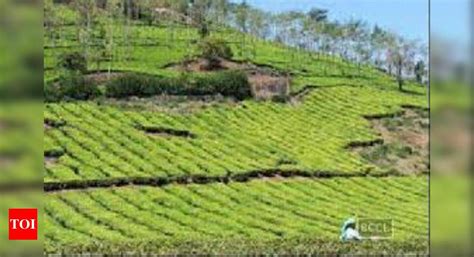 Healthcare gaps ail tea gardens | Guwahati News - Times of India