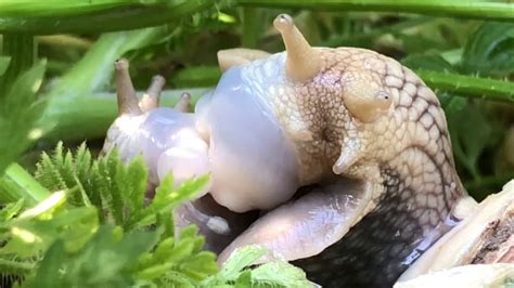 Snail mating - YouTube