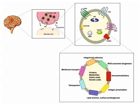 Schematic representation of biogenesis of exosomes (a), biomarkers for... | Download Scientific ...