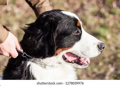 Dog Breed Bernese Mountain Dog Training Stock Photo 1278039976 ...