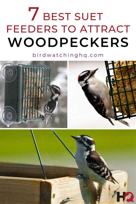 7 Effective Suet Feeders That Attract Woodpeckers! (2022) | Woodpecker, Suet feeder, Backyard birds