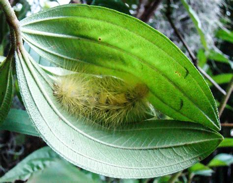 Caterpillar of Tussock Moth preparing to pupate. | Partial l… | Flickr