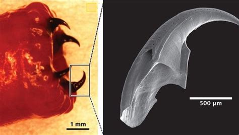 Bloodworms Make Their Teeth From Metal And Now We Know How | IFLScience