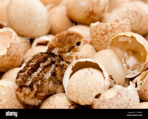 Partridge eggs hi-res stock photography and images - Alamy