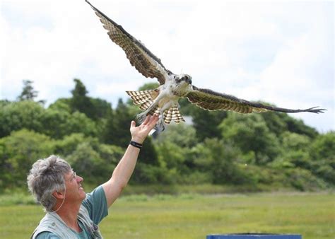 Osprey Migration | Hog Island Audubon Camp