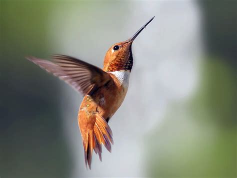 Rufous Hummingbird | Celebrate Urban Birds