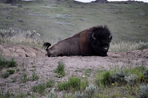 Bison Yellowstone National Park - Free photo on Pixabay - Pixabay