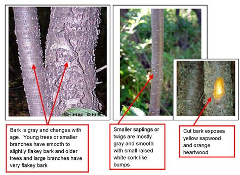 How to Identify Buckthorn | Burnsville, MN - Official Website