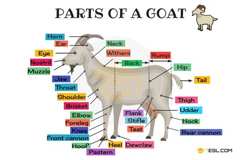 Parts of a Goat Vocabulary in English with Pictures • 7ESL