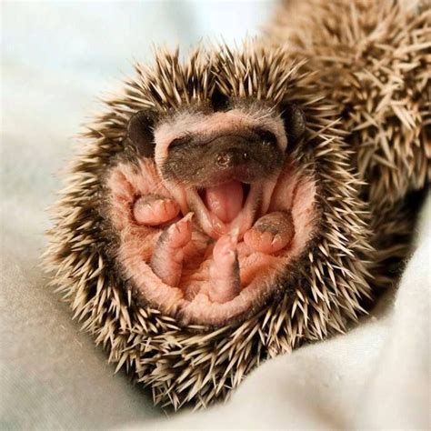 He is happy !!!! | Baby hedgehog, Cute animals, Cute baby animals