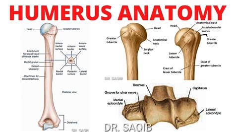 Humerus Diagram