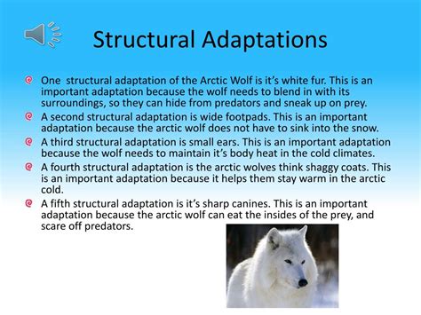 PPT - Arctic Wolf PowerPoint Presentation, free download - ID:2446838