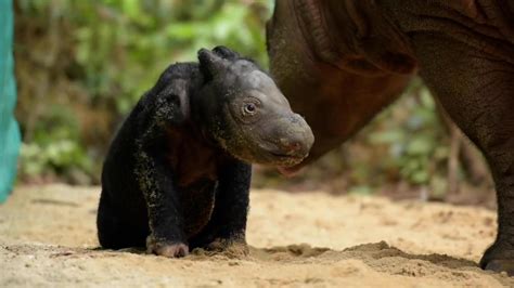 Critically endangered Sumatran rhino gives birth to healthy calf