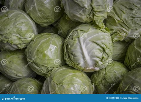 Many heads of lettuce stock photo. Image of food, vegetable - 43217866