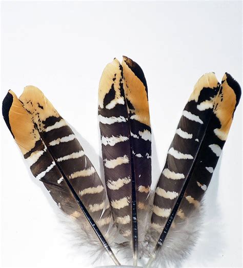 Pheasant Feathers Bird Feathers Wholesale Feathers Pheasant Quill ...