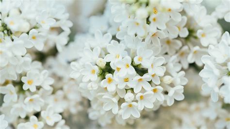 White Flower http://livewallpaperswide.com/nature/white-flower-13569 4k ...