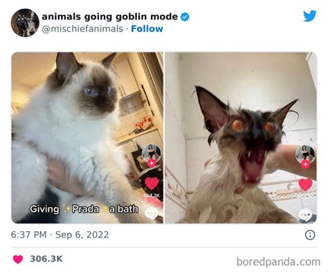 Goblin-Mode-Animals | Silly cats pictures, Cute little animals, Funny ...