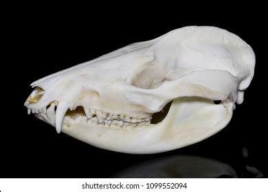 34 Opossum skull Images, Stock Photos & Vectors | Shutterstock