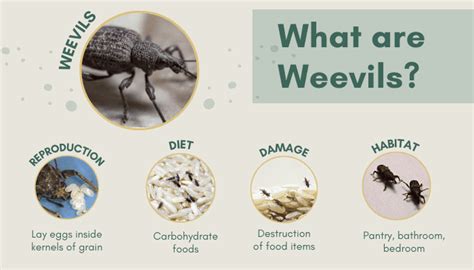 How to Get Rid of Weevils in My Bedroom (Various Measures)