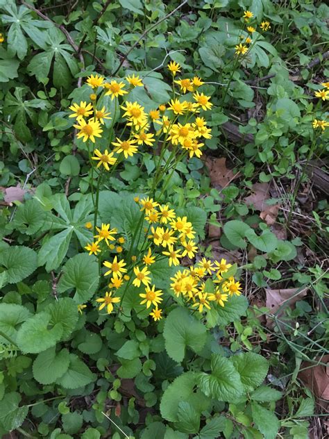 Maryland Biodiversity Project - Golden Ragwort (Packera aurea)