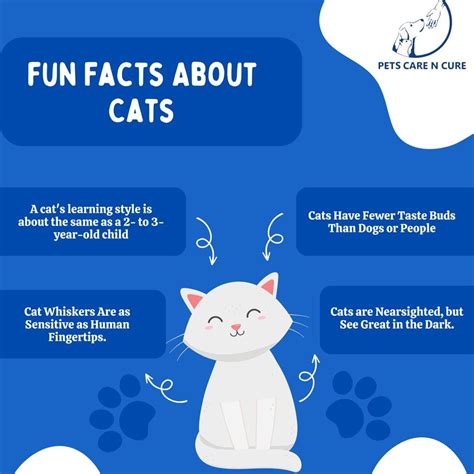 Fun Facts about Cats - Petscarencure - Medium