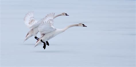 Geese Flight Ice White - Free photo on Pixabay