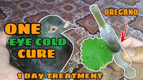 One Eye Cold Treatment For Pigeon | Gamot Sa One Eye Cold ng Kalapati | Oregano | Jas Loft PH ...