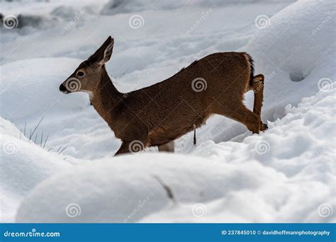 White-tailed Deer Running in Snow Stock Photo - Image of snow, deer: 237845010