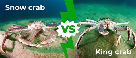 Snow Crab vs King Crab: 4 Key Differences Explained - A-Z Animals