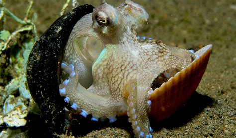 Veined octopus a clever cephalopod - Australian Geographic