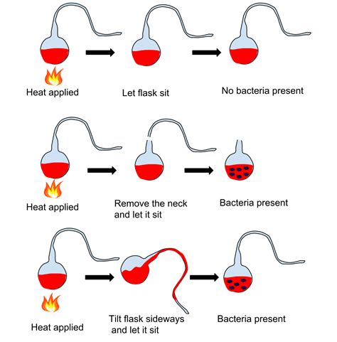 Concept of Spontaneous Generation and Biogenesis - Biology Ease