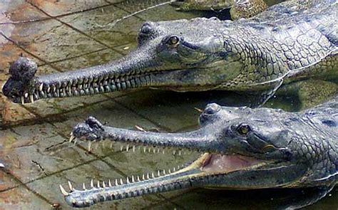 The Best Quality Wallpaper: Gharial Crocodile