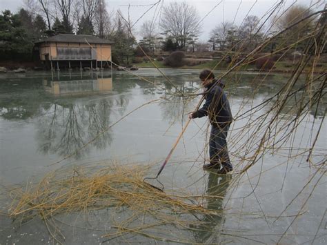 Willow Pruning in the Malott Japanese Garden – My Chicago Botanic Garden