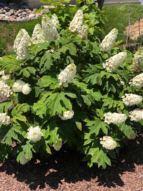 Spring Hill Nurseries Snow Queen Oakleaf Hydrangea White Flowering ...