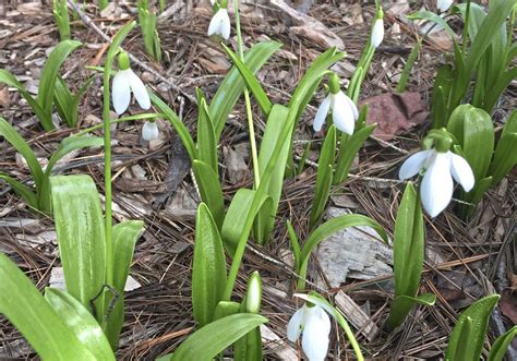 Early-blooming snowdrops delight gardeners weary of winter | Pittsburgh ...