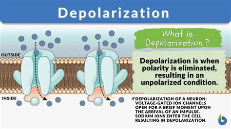 Difference Between Depolarization And Hyperpolarization