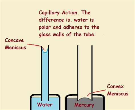 Capillary Action from the Forces of Adhesion and Cohesion