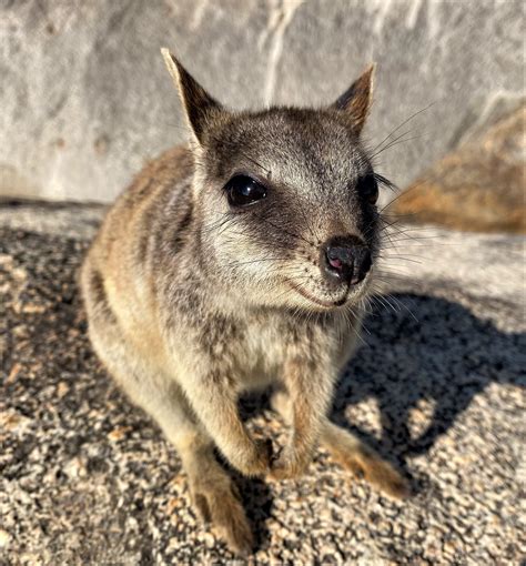 A baby endangered species of rock-wallaby spotted while hiking in Granite Gorge, Queensland. : r/aww