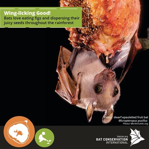 Bat Conservation International on Twitter | Bat conservation ...