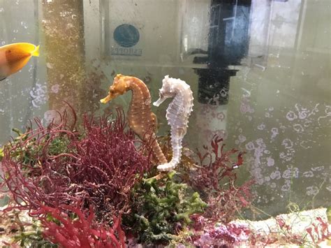 30g Planted Seahorse Tank | Reef2Reef