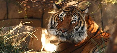 Armed Forces Day at Charles Paddock Zoo – EnjoySLO