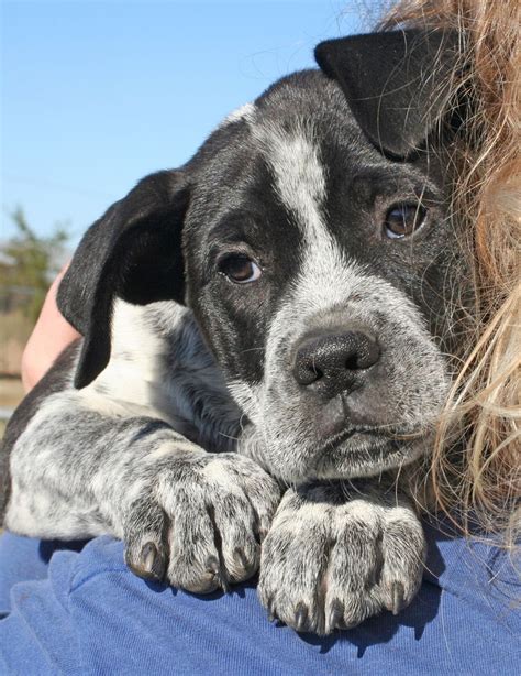 Red Heeler Boxer Mix Puppies - adventure weekend getaway