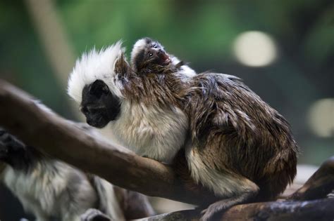 Cottontop Tamarin Baby Masters Cute in Just Two Weeks' Time | POPSUGAR Pets