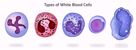 White Blood Cells Diagram | Quizlet