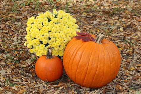 Pumpkin and fall flowers in leaves - Brook Hill United Methodist Church