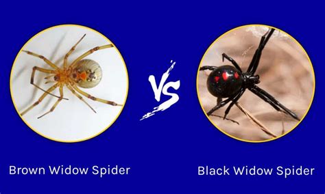 Male Brown Widow Spider Facts