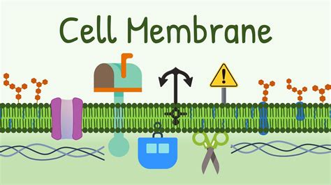 Cell Membrane: Structure & Functions